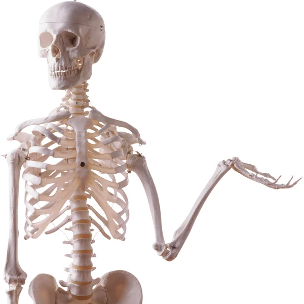 Fred — Body Alignment anatomy model